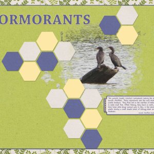 Cormorants