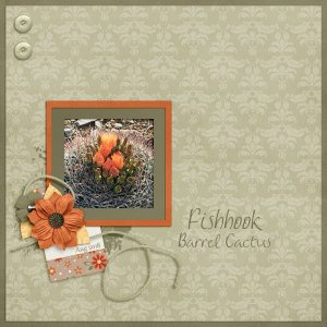 Fishhook Barrel Cactus