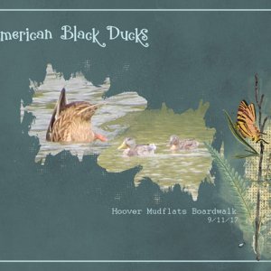 American Black Ducks