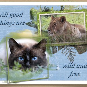 Wild and Free
