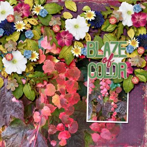 Blaze of Color