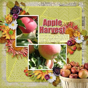 Apple Harvest