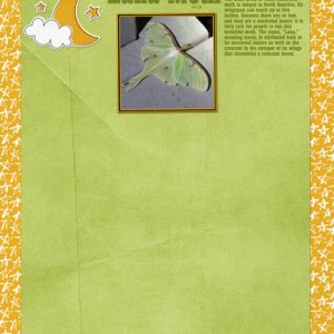 Luna Moth