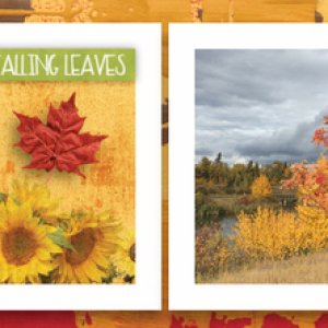 Falling Leaves