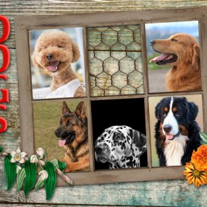 Dogs