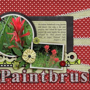 Indian Paintbrush