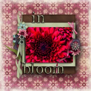 in bloom