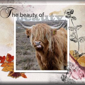 The Beauty of beauty