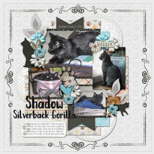 Shadow Silverback Gorilla