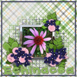 Echinacea