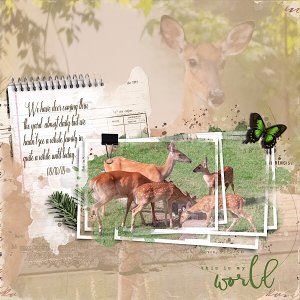Deer