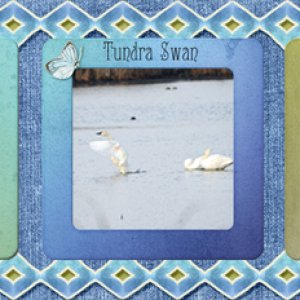 Swans