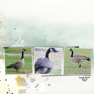 Canada Geese, Obetz OH