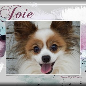 ATC 2018-111 Joie