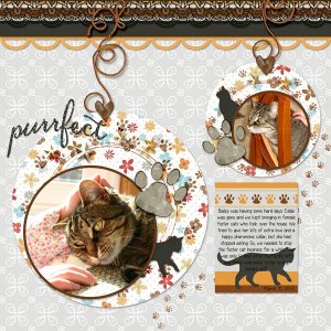 Purrfect