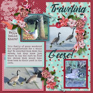 Geese on the move!