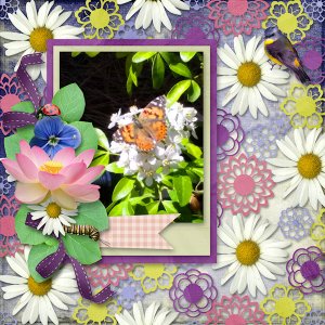 Butterfly