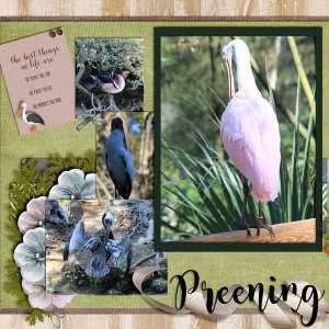 Preening_L