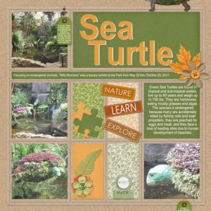 Sea Turtle