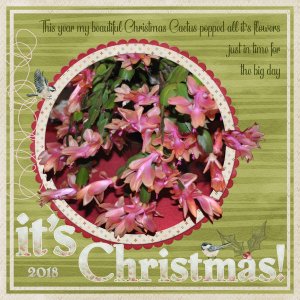 My Christmas Cactus 2018