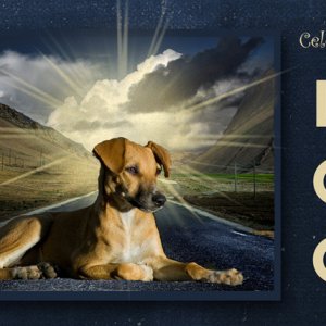 Celebrate DOG