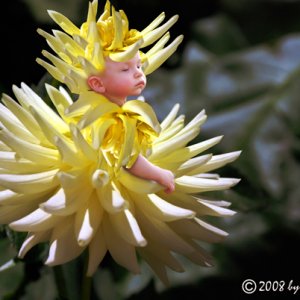 Flower Boy
