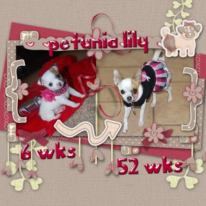 Happy Birthday Petunia Lily!  1 yr old!