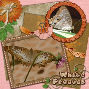 White Peacock