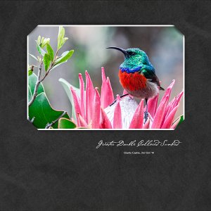 Greater Double Collared Sunbird