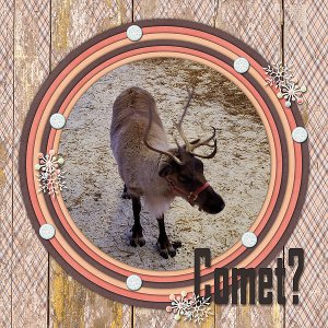 Reindeer