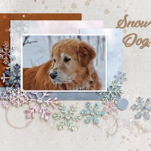 Snow Dog