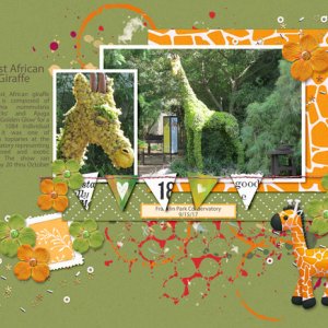 West African Giraffe