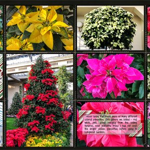 Lots of Poinsettias