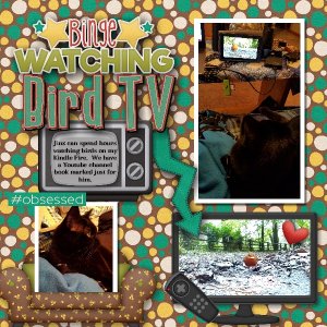 Bird TV
