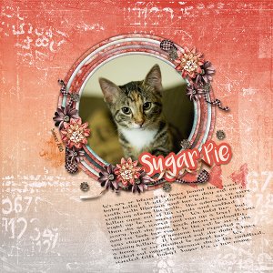 Sugar Pie Adoption