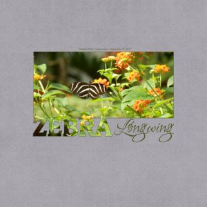 Zebra Longwing