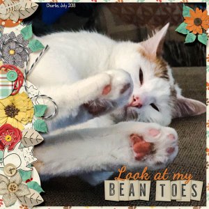 Bean Toes