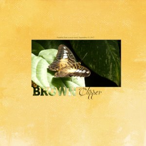 Brown Clipper