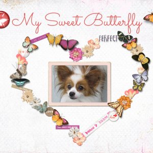 My Sweet Butterfly
