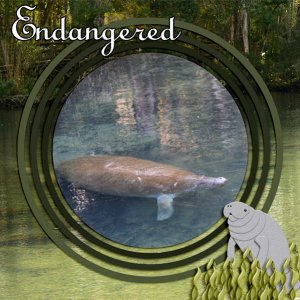 Manatee1