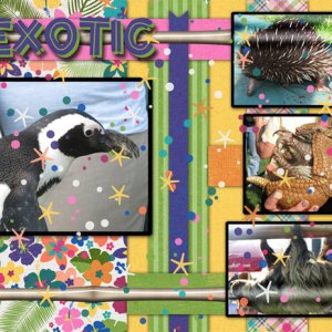 Exotic