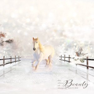 Winter's Beauties
