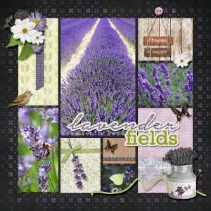 Lavender fields