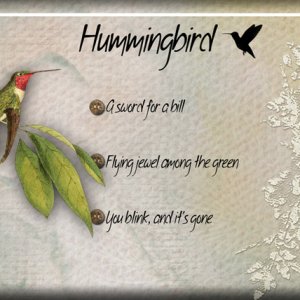 Hummingbird
