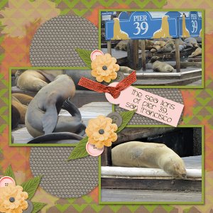 Sea Lions of Pier 39