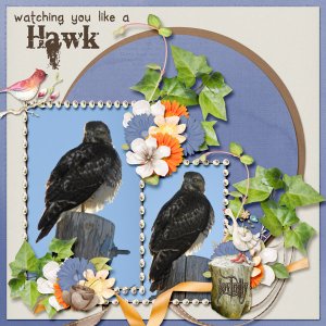 hawk_small