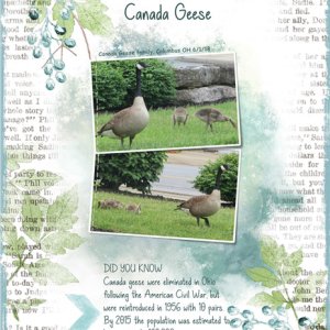 Canada Geese