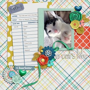 a cat