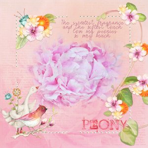 Spring Peony