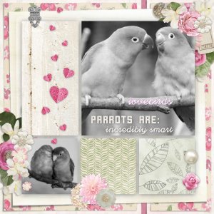 Lovebirds4